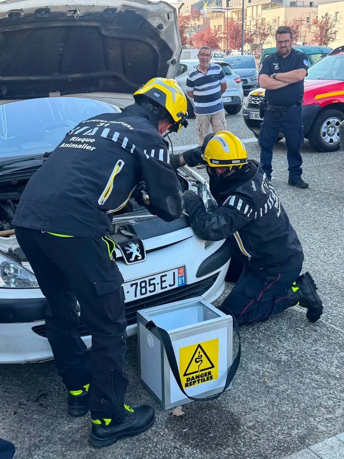 Haute-Garonne : un boa de 1,50 m découvert dans le moteur d’une voiture à Colomiers