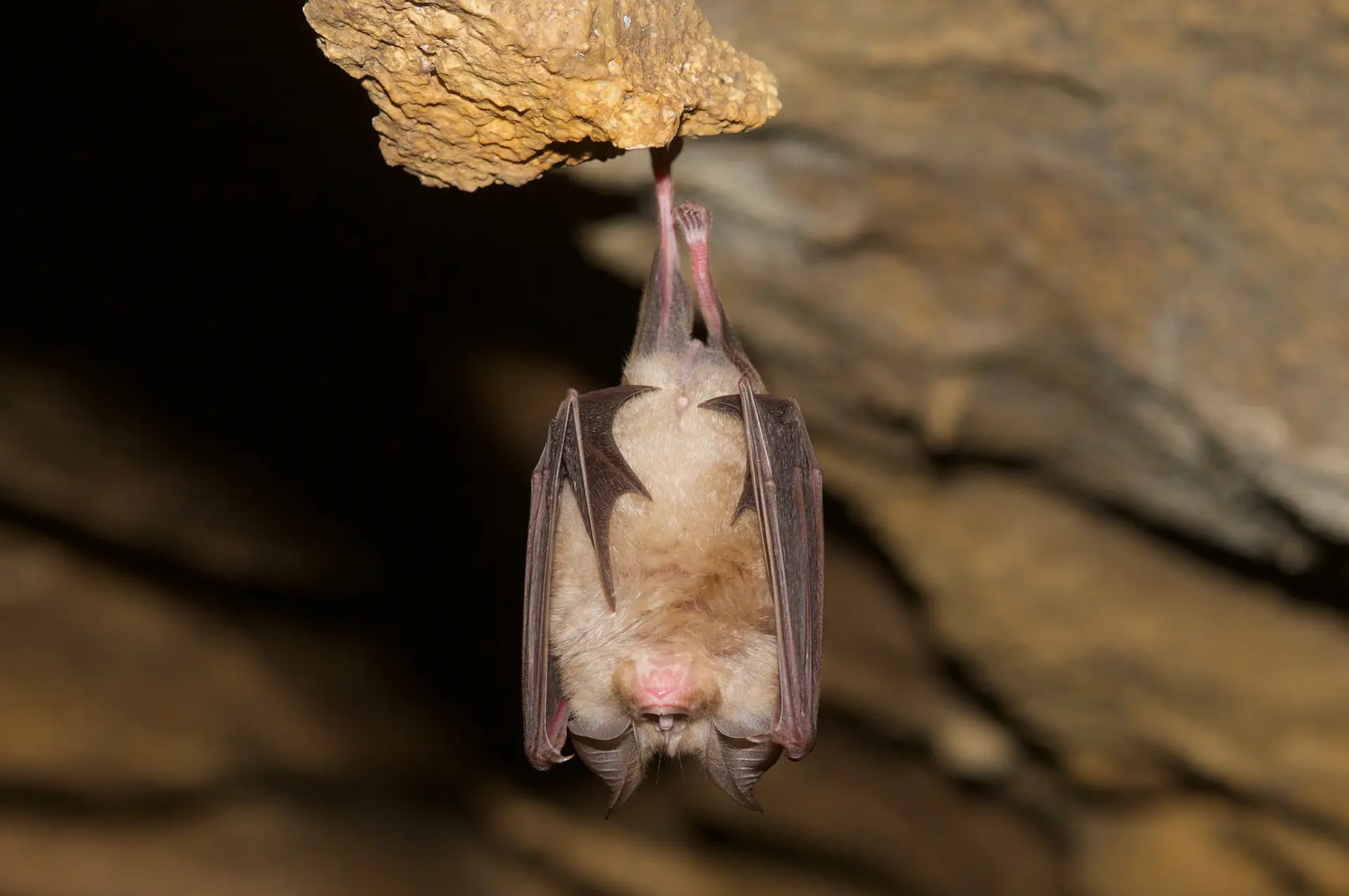 Chauve souris dans la grotte de Tourtouse - ANA CEN Ariège